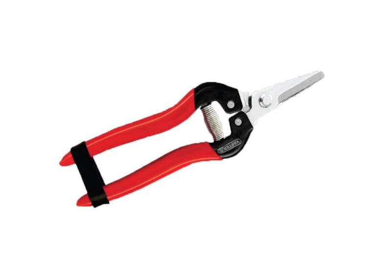 قیچی میوه چین