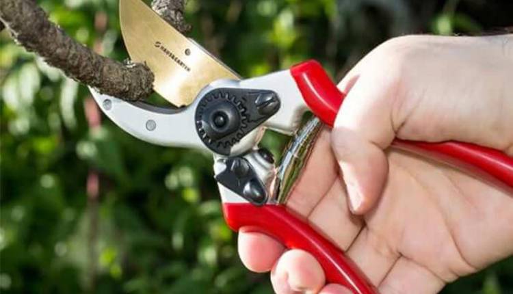 نحوه استفاده از قیچی باغبانی