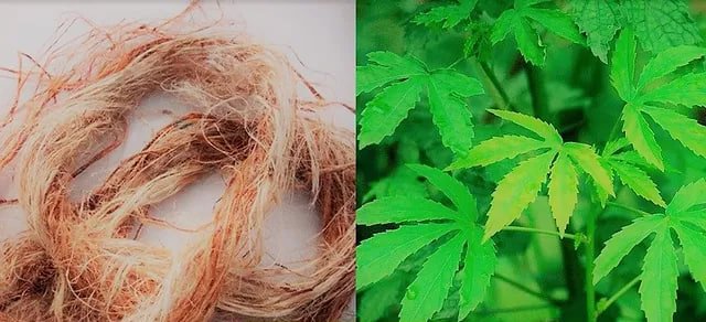 کاربردهای کنف در صنعت