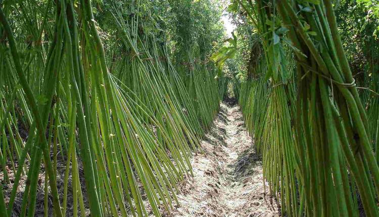 کنف (Kenaf) چیست؟